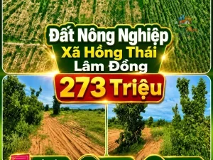 ĐẤT NÔNG NGHIỆP XÃ HỒNG THÁI ,LÂM ĐỒNG, CHỈ 273 TRIỆU Sổ hồng riêng